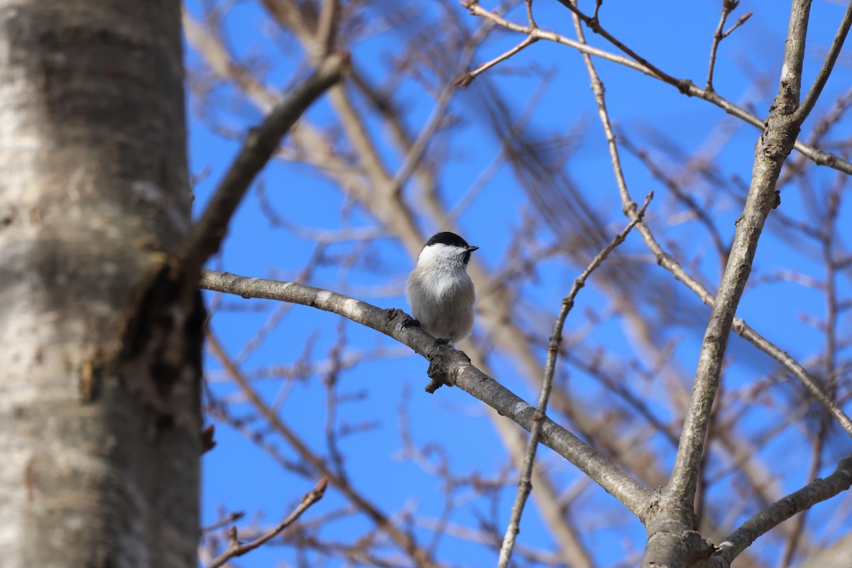 Marsh Tit - ML645093522