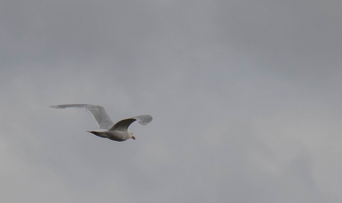 Gavión Hiperbóreo - ML645093523