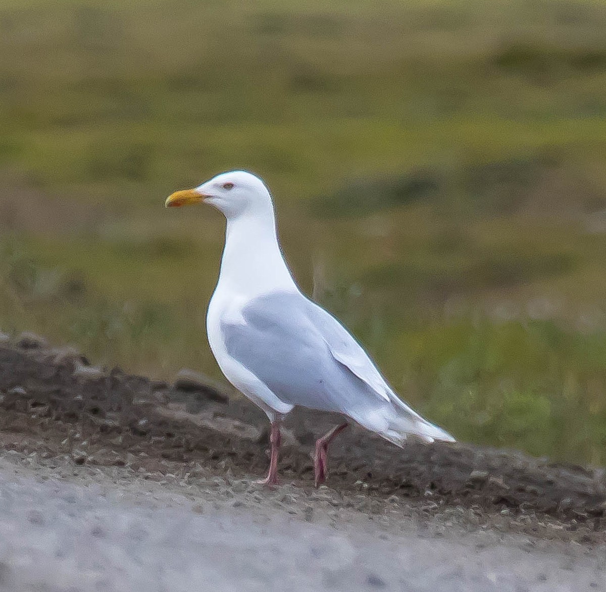 Gavión Hiperbóreo - ML645093524