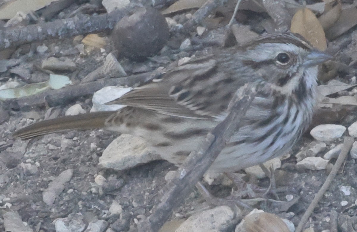 Song Sparrow - ML645093528