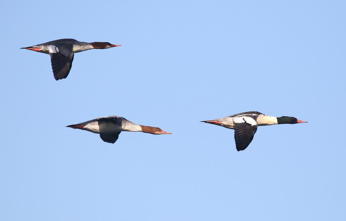 Common Merganser - ML645093533