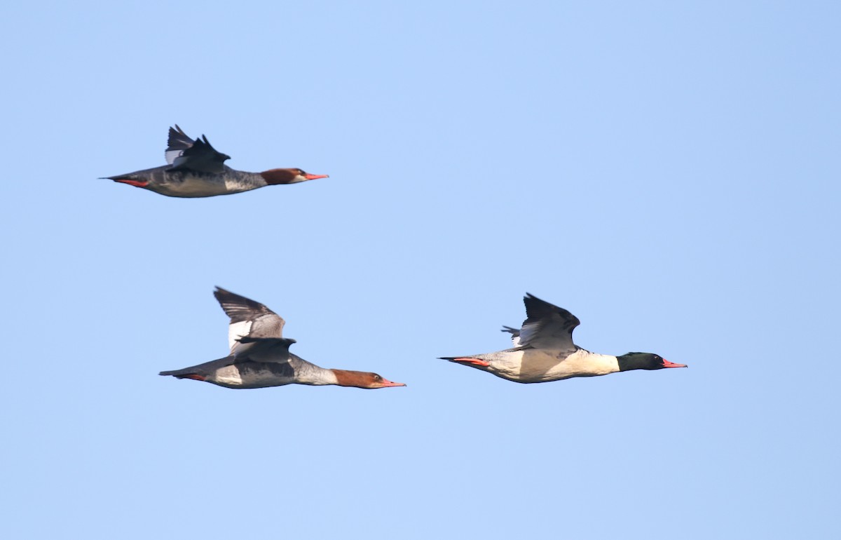 Common Merganser - ML645093534