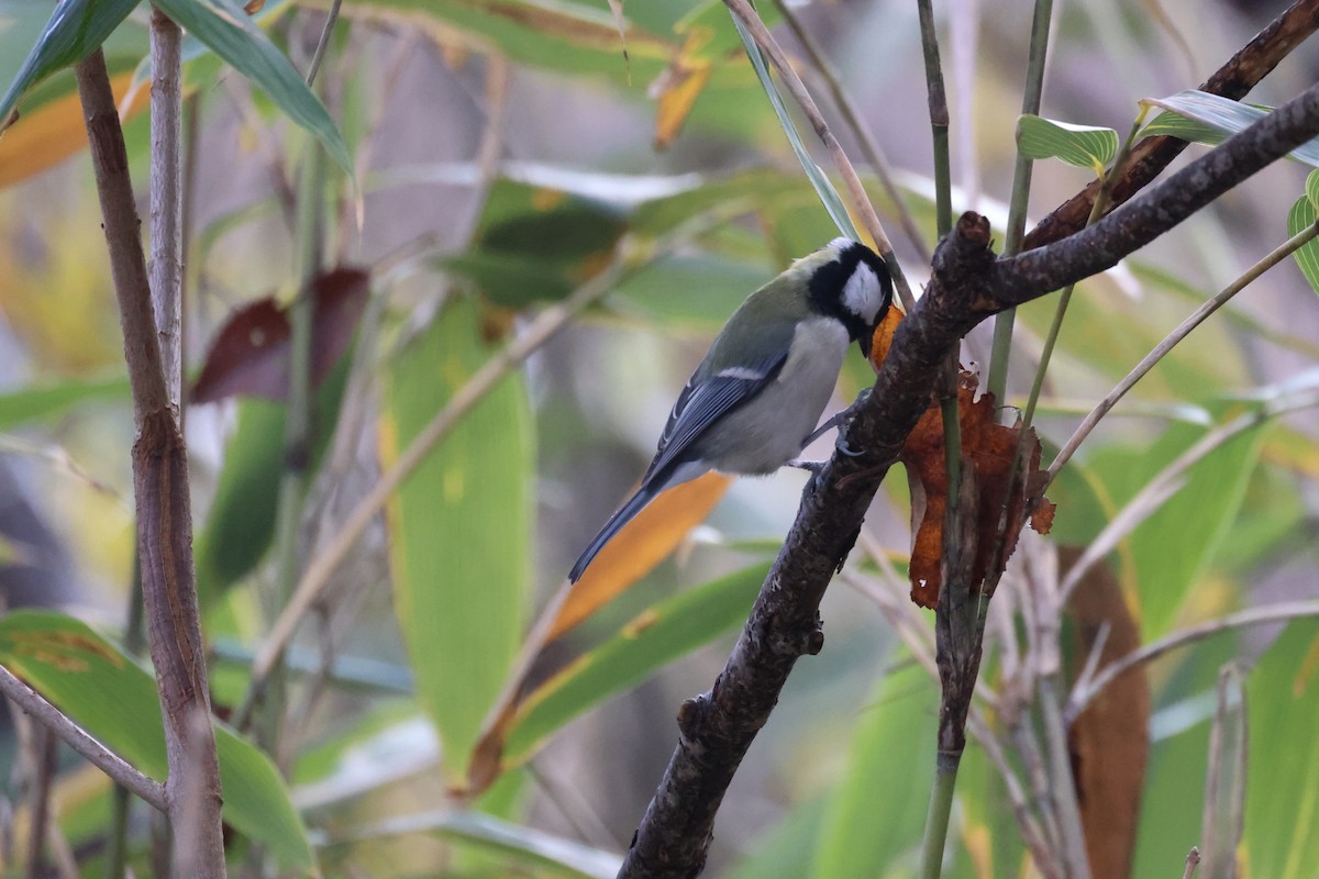白頰山雀 - ML645093535