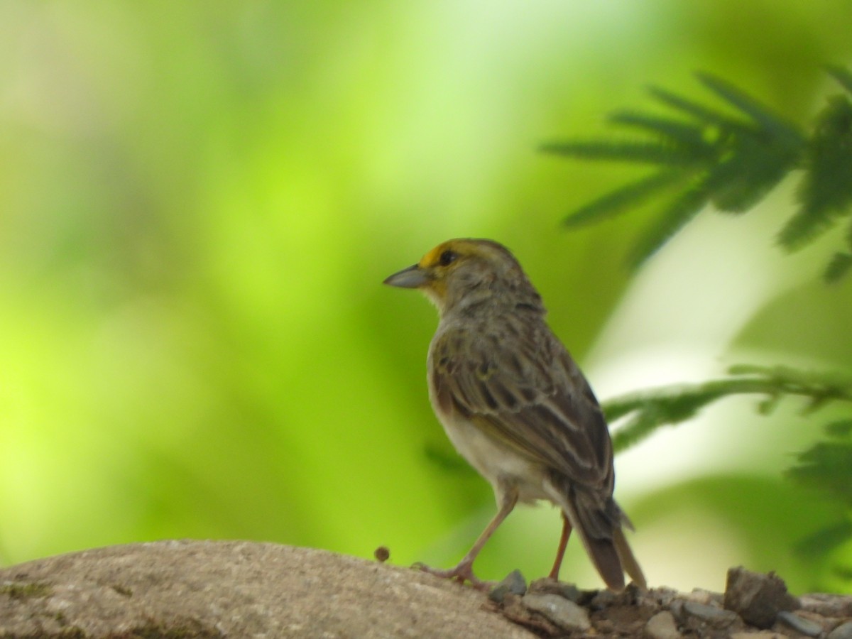 Yellow-browed Sparrow - ML645093536