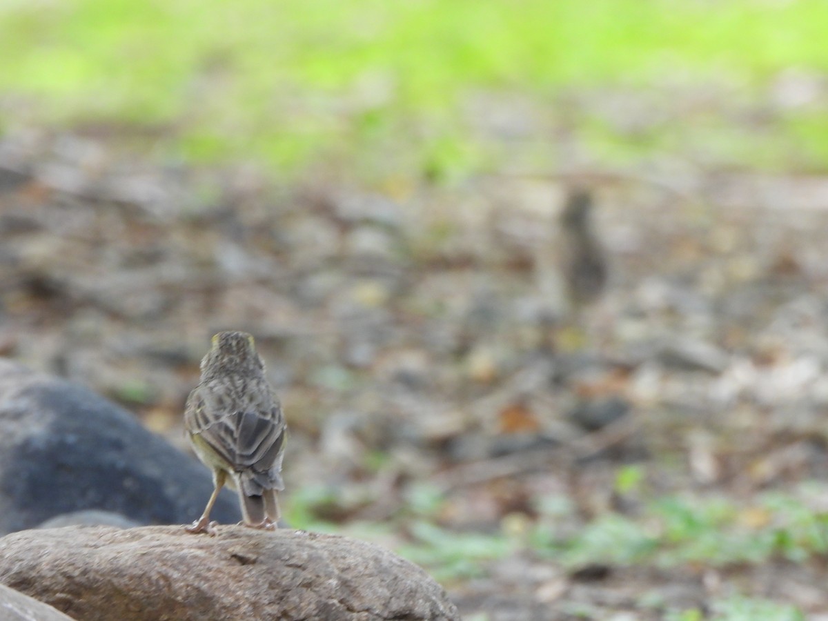 Yellow-browed Sparrow - ML645093537