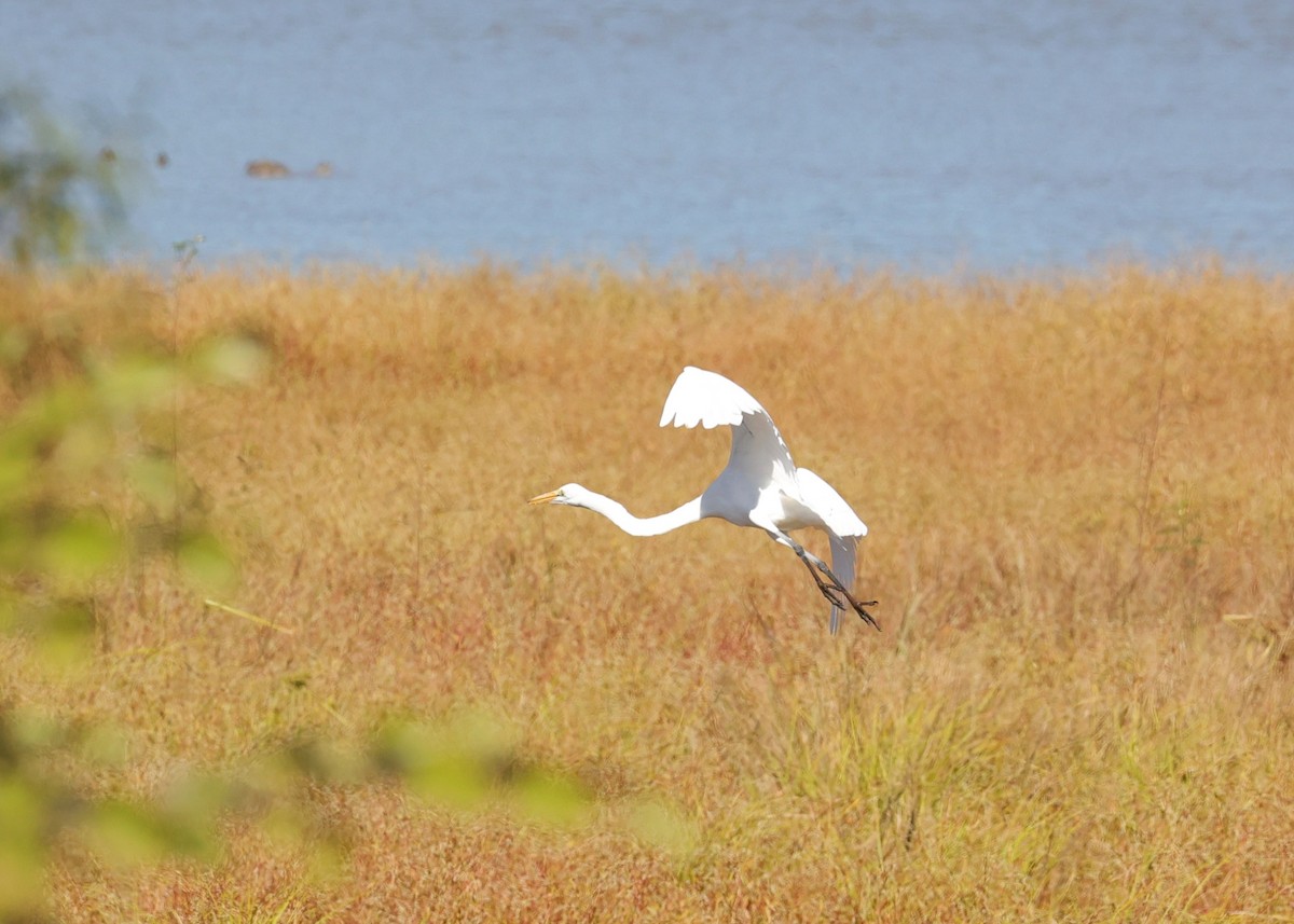 Koartza zuria - ML645093538