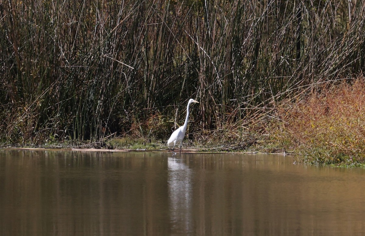 Koartza zuria - ML645093539