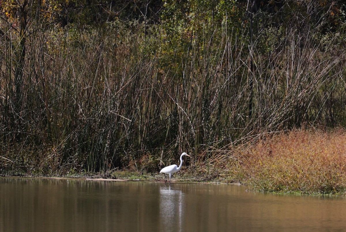 Koartza zuria - ML645093540