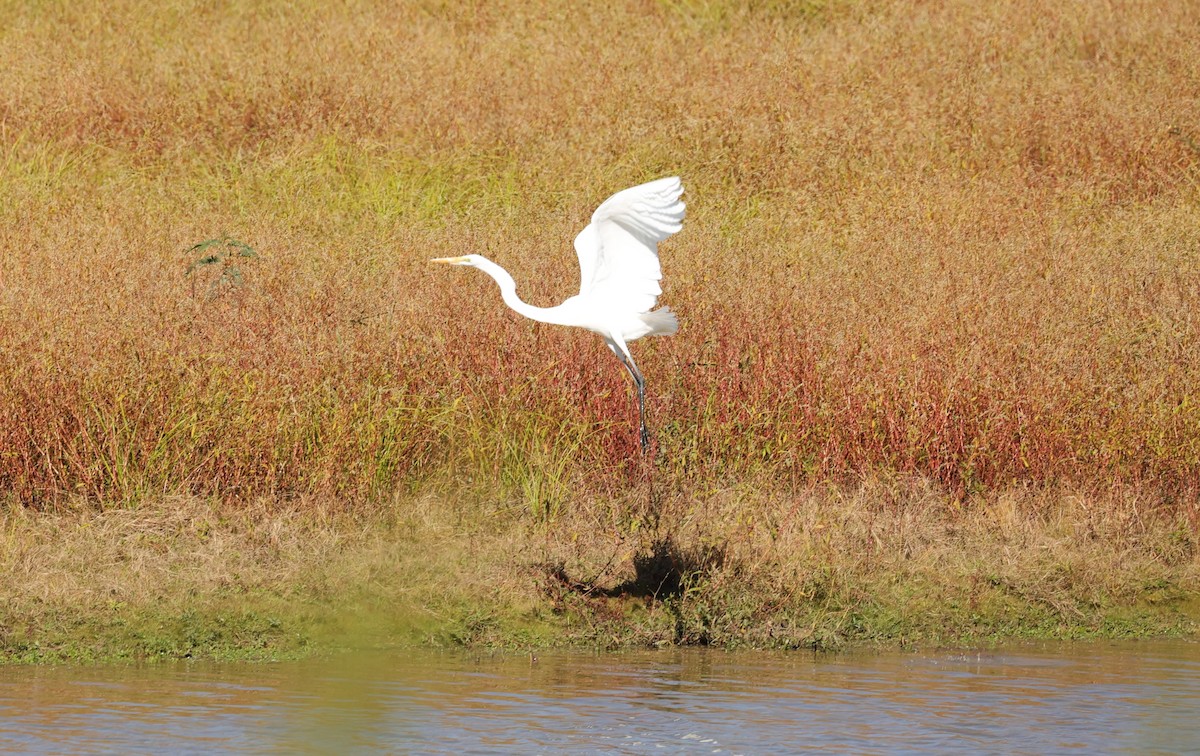 Koartza zuria - ML645093541