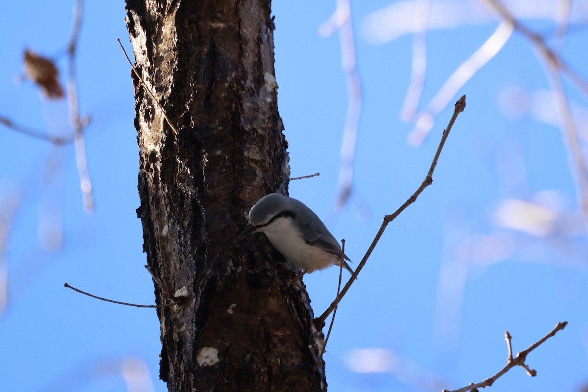 茶腹鳾 - ML645093543