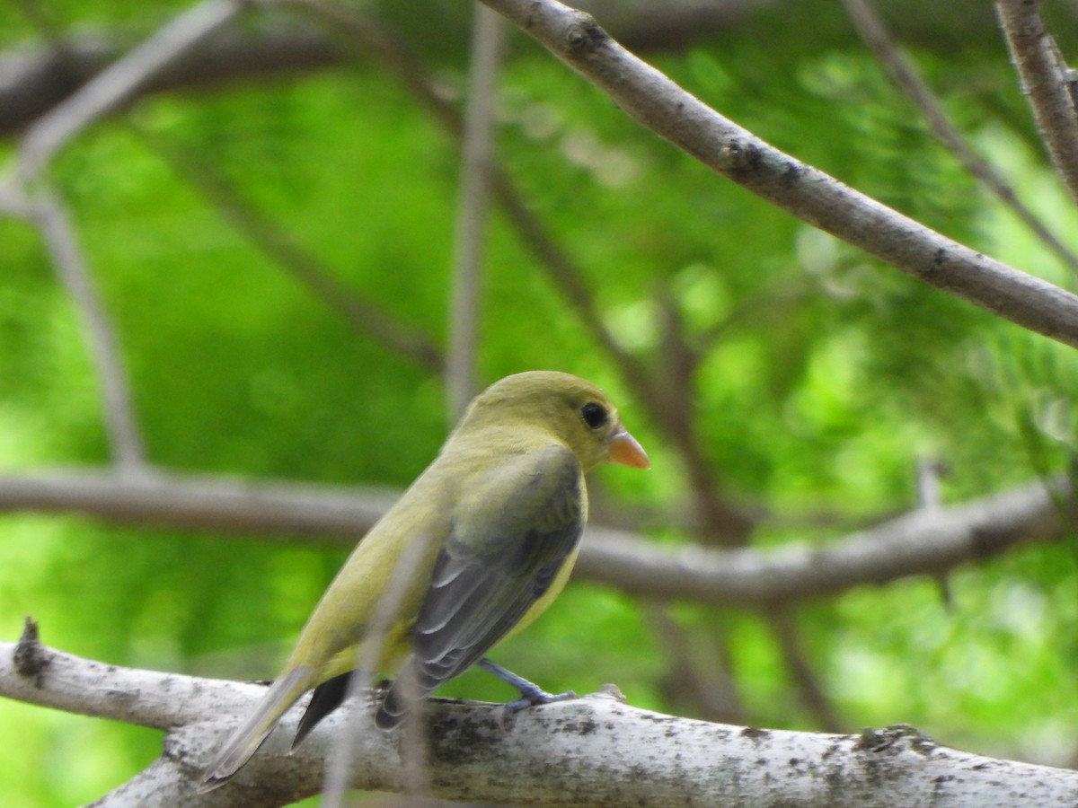 Scarlet Tanager - ML645093548