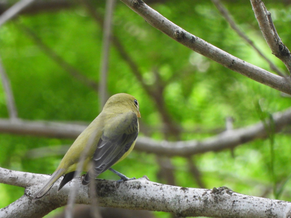 Scarlet Tanager - ML645093549