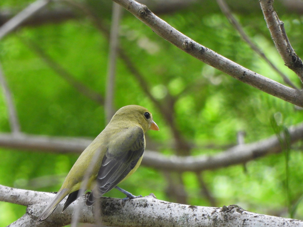 Scarlet Tanager - ML645093550