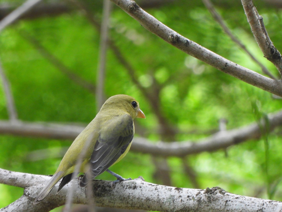 Scarlet Tanager - ML645093551