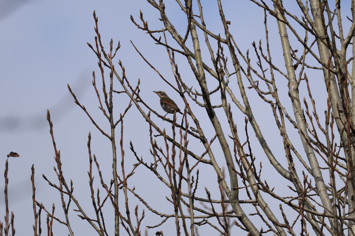 斑點鶇 - ML645093556