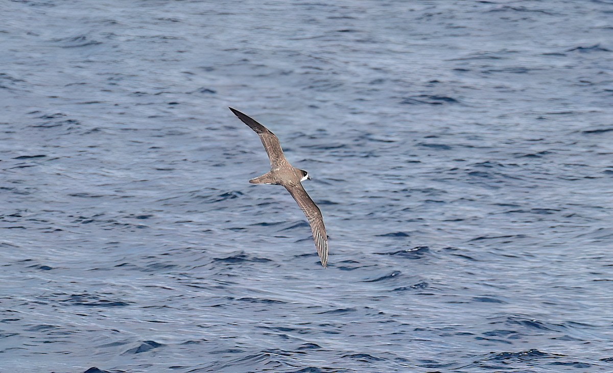 Hawaiian Petrel - ML645093563