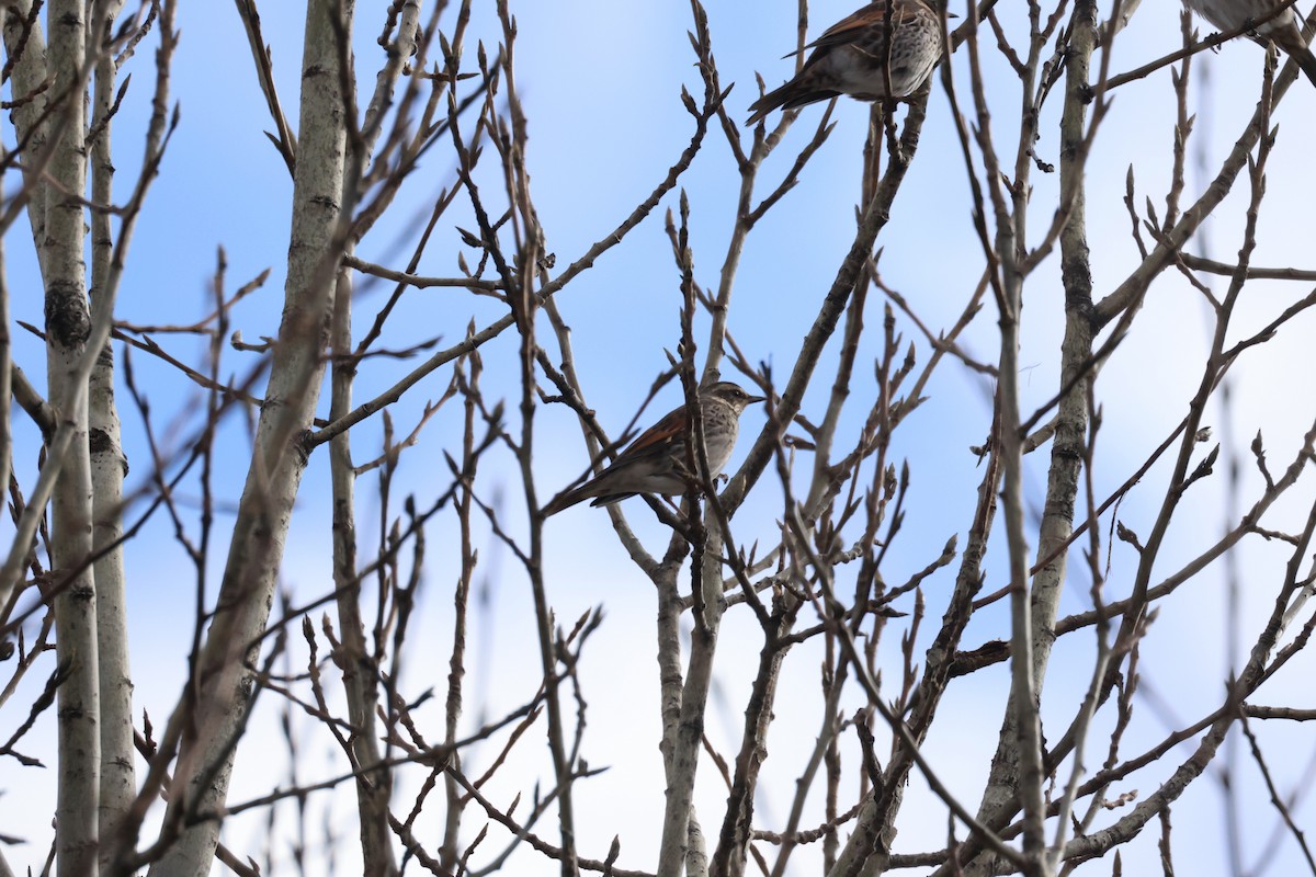 斑點鶇 - ML645093564