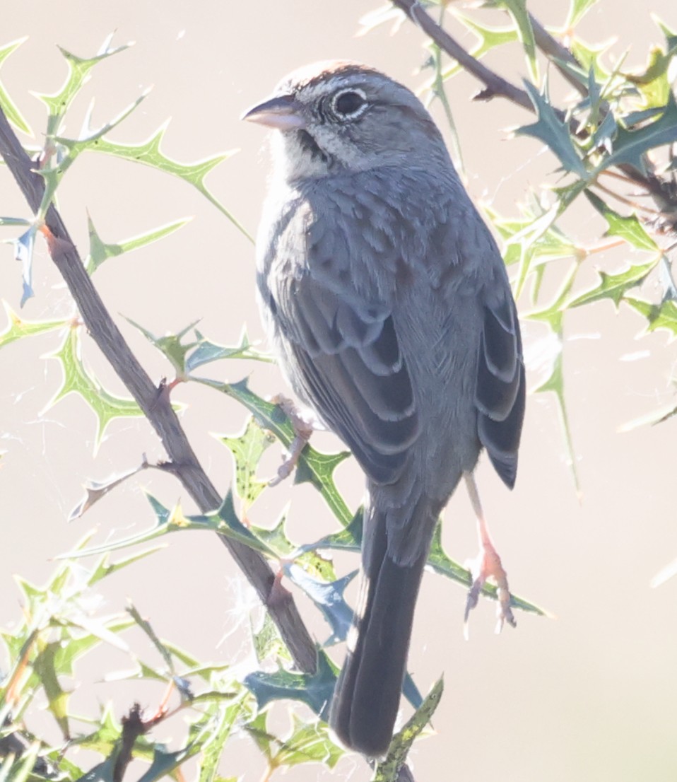Rufous-crowned Sparrow - ML645093567