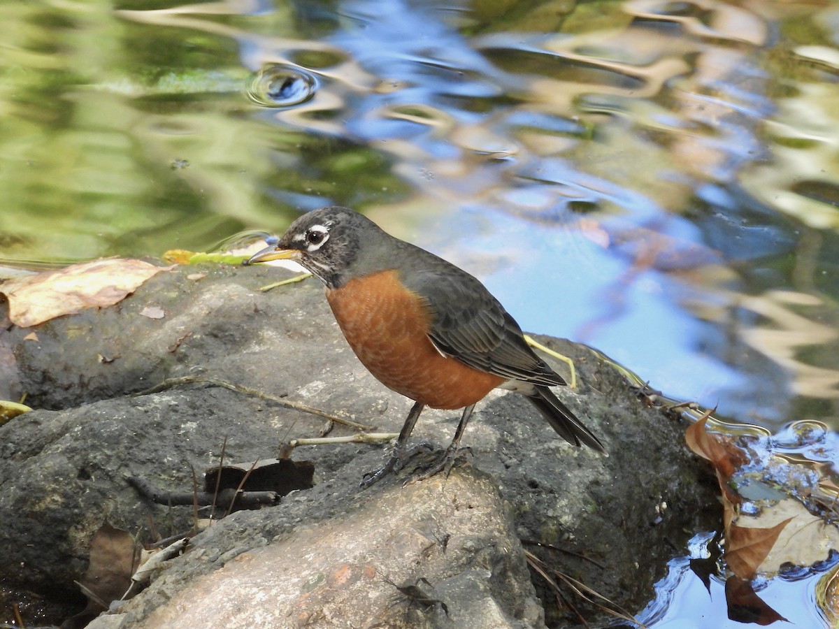 vandretrost - ML645093578