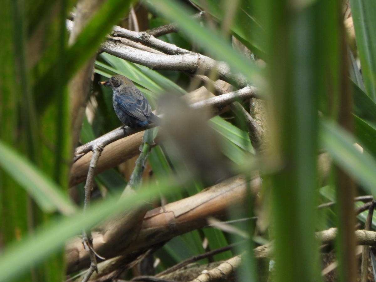 Blue-black Grassquit - ML645093579