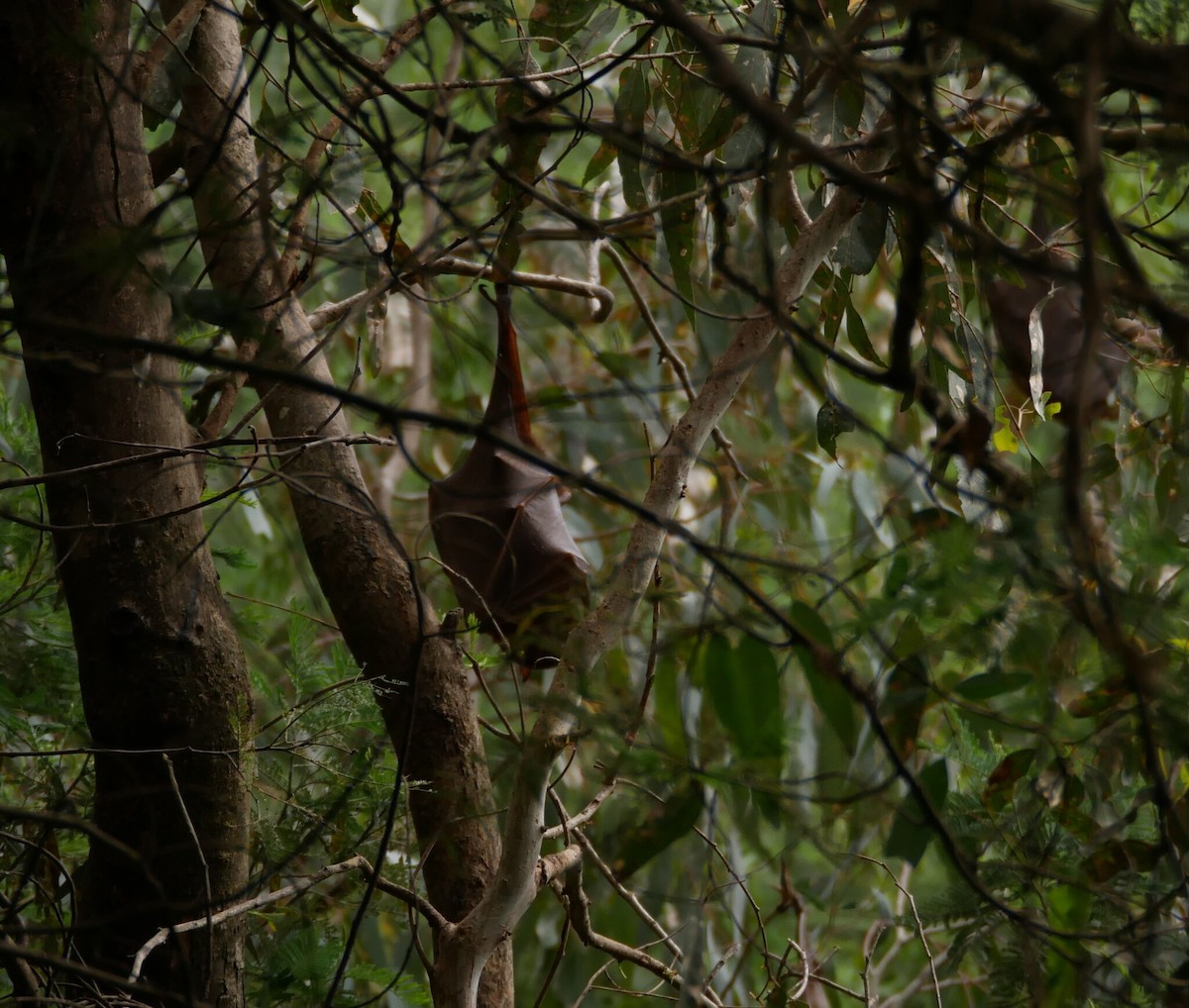 Little Red Flying-fox - ML645093581