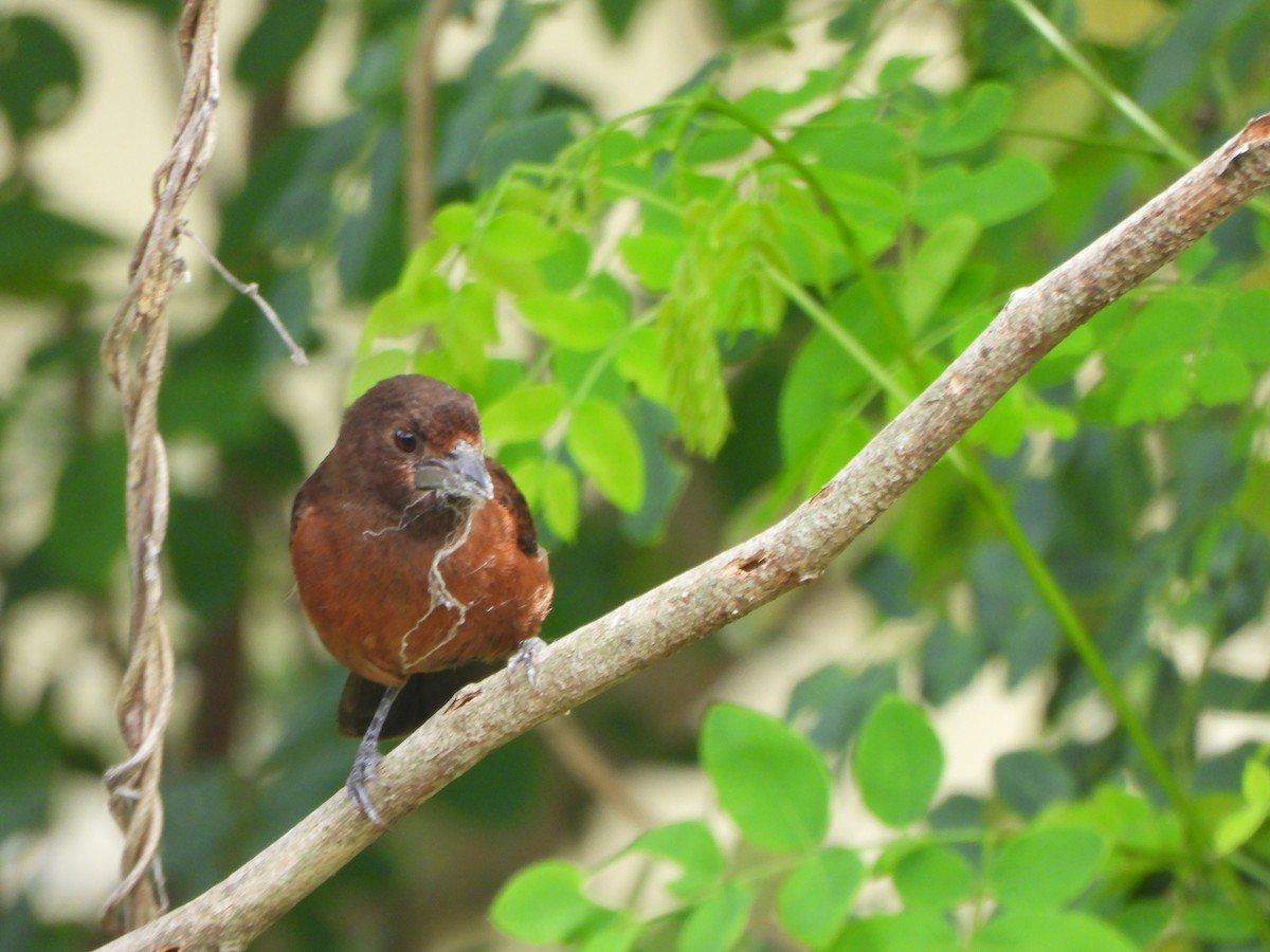 Silver-beaked Tanager - ML645093587