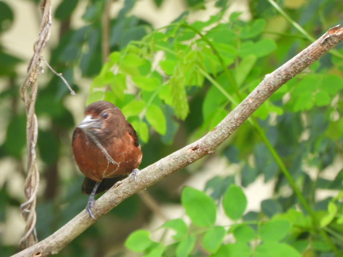Silver-beaked Tanager - ML645093588