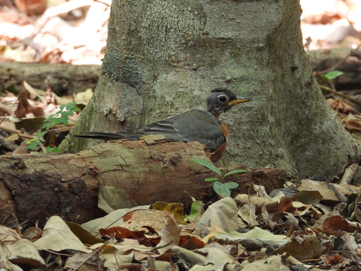 vandretrost - ML645093597