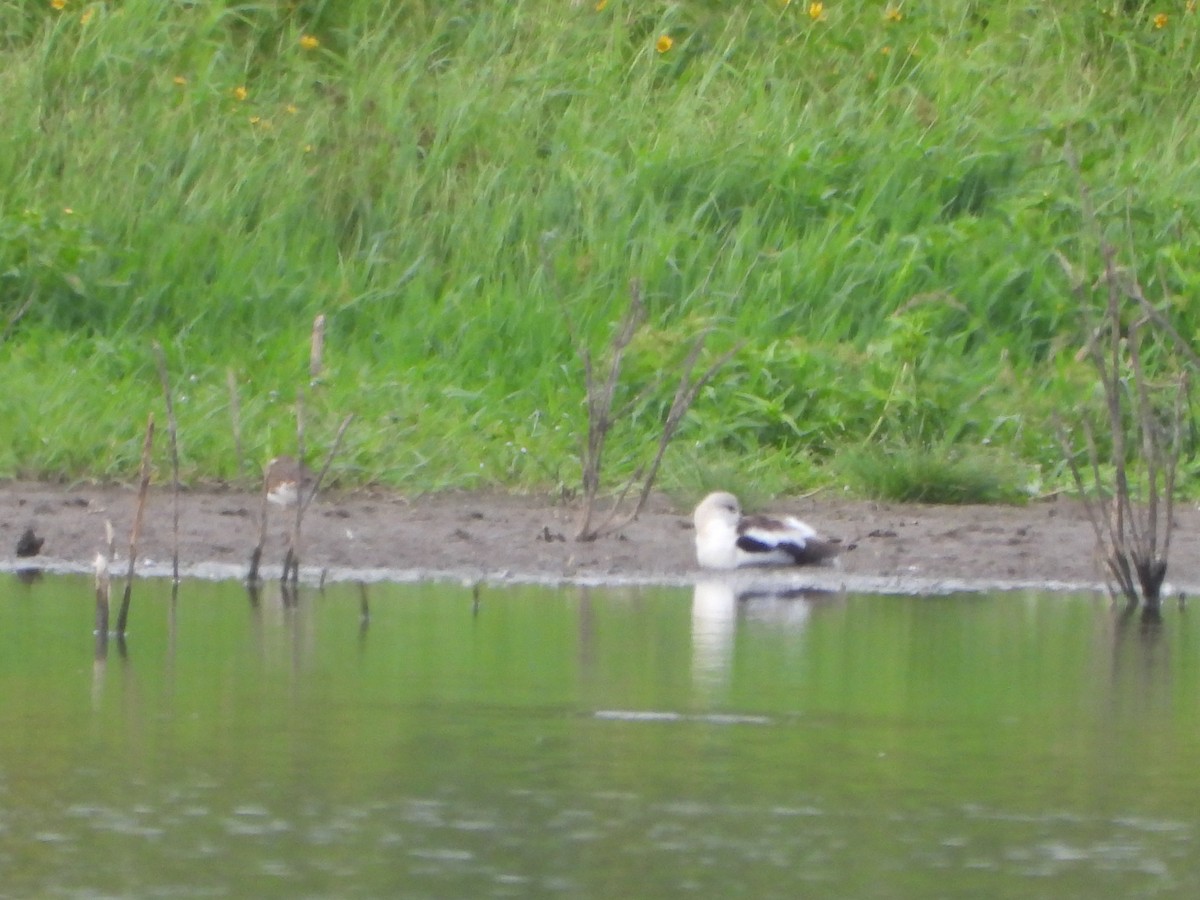 American Avocet - ML645093598