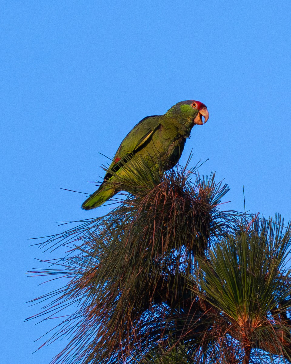 Red-crowned Amazon - ML645093599