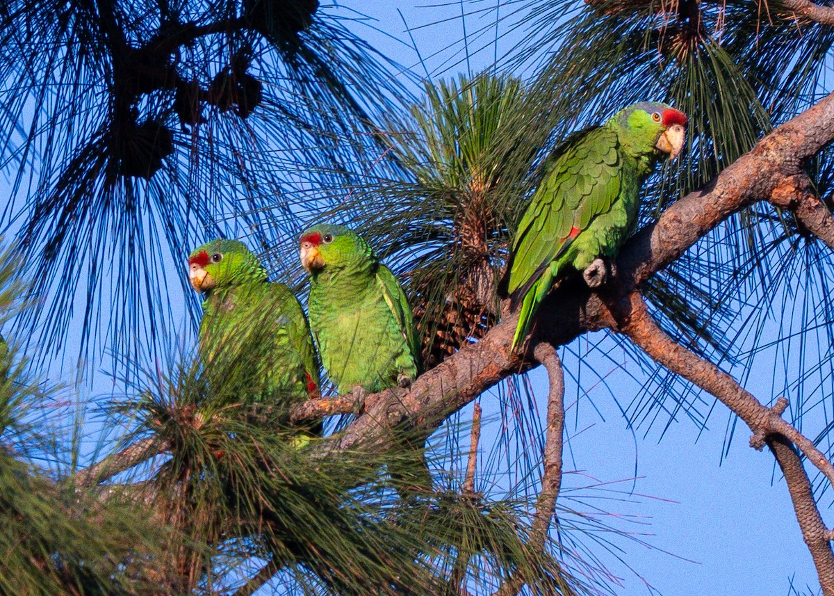 Red-crowned Amazon - ML645093601