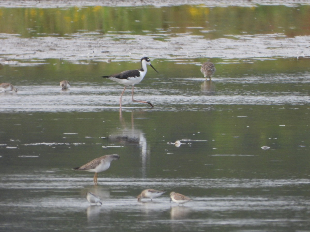 Black-necked Stilt (Black-necked) - ML645093606