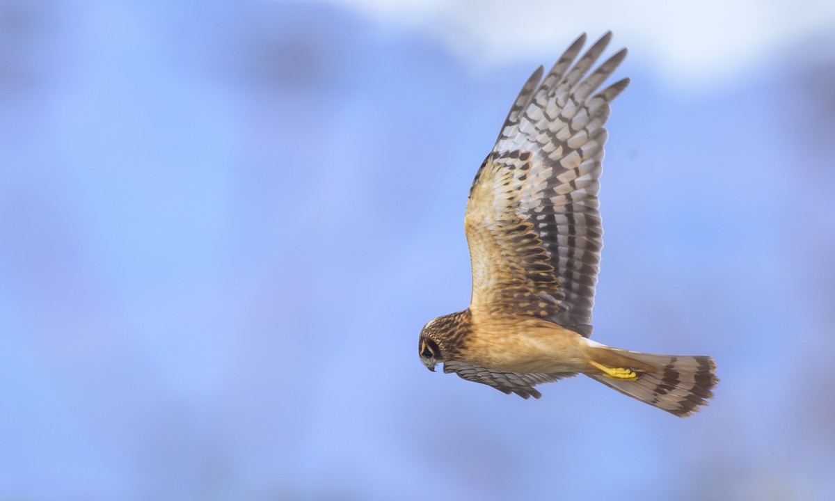 Лунь американський - ML645093615