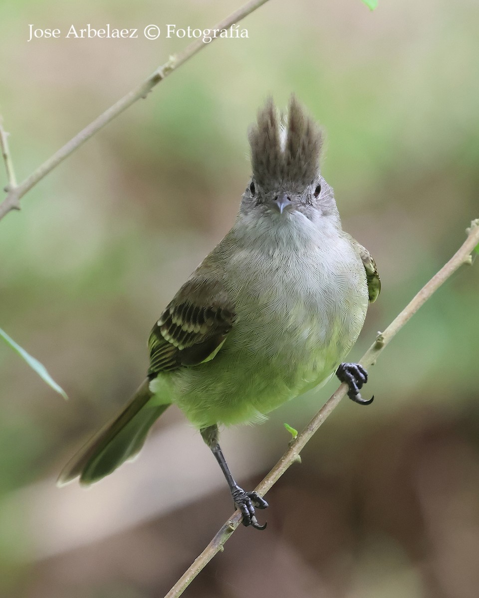 Yellow-bellied Elaenia - ML645093616