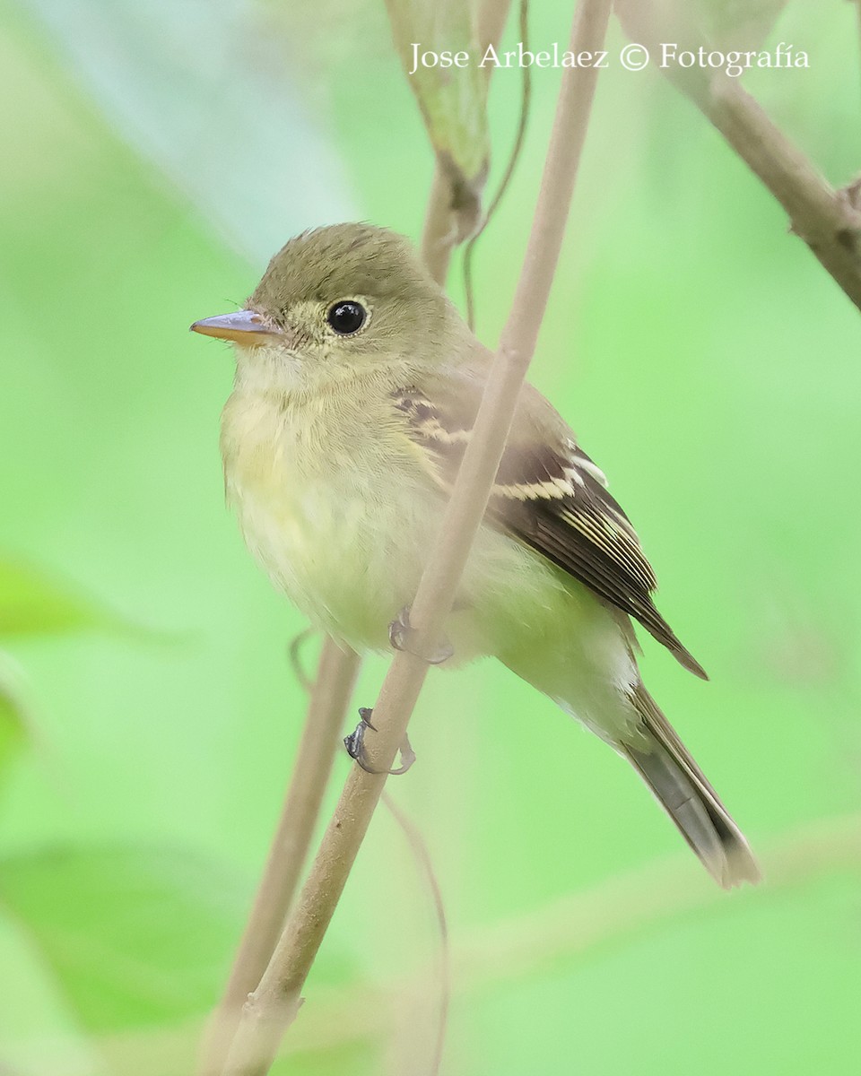 Acadian Flycatcher - ML645093617