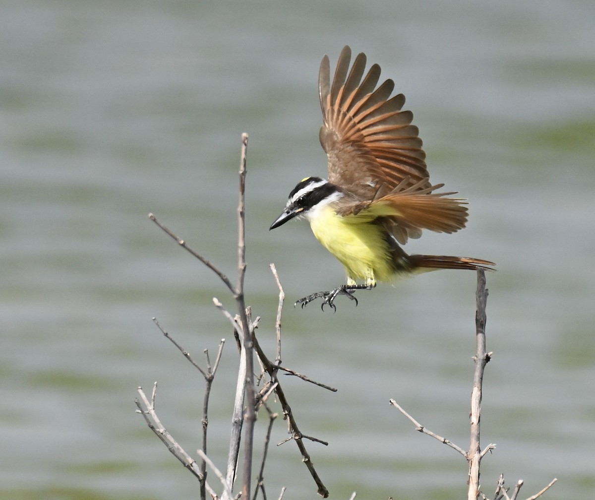 Great Kiskadee - ML645093629