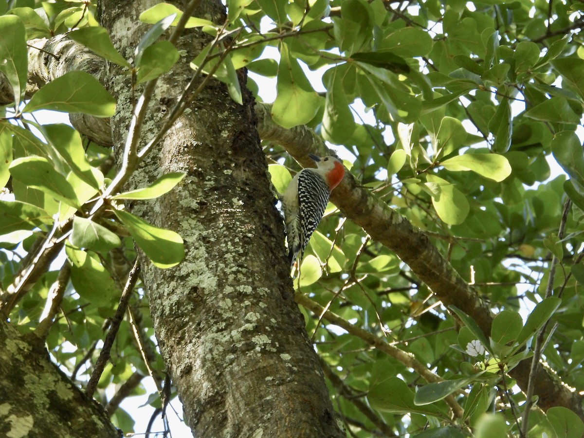 Red-bellied Woodpecker - ML645093631