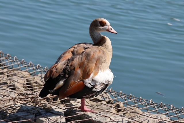 Egyptian Goose - ML645093632