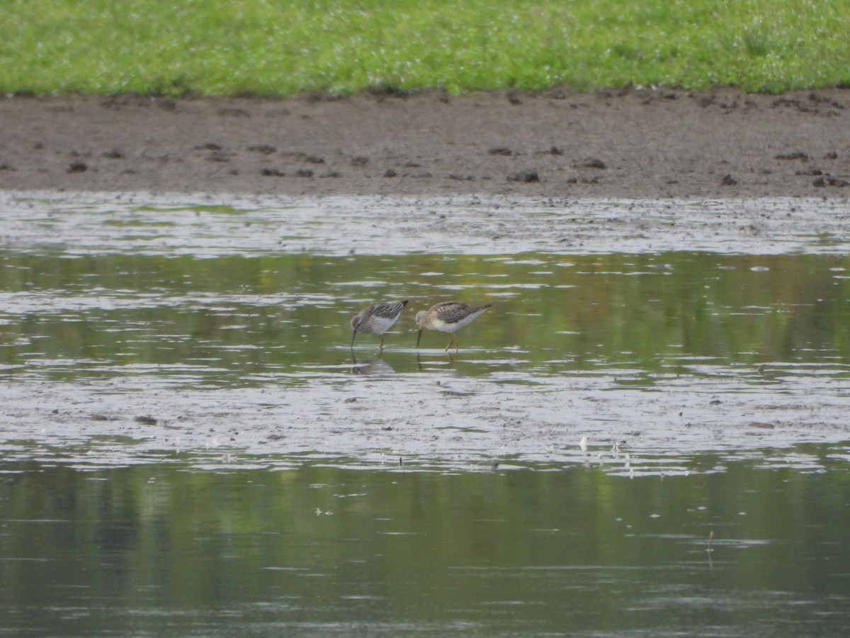 Stilt Sandpiper - ML645093635