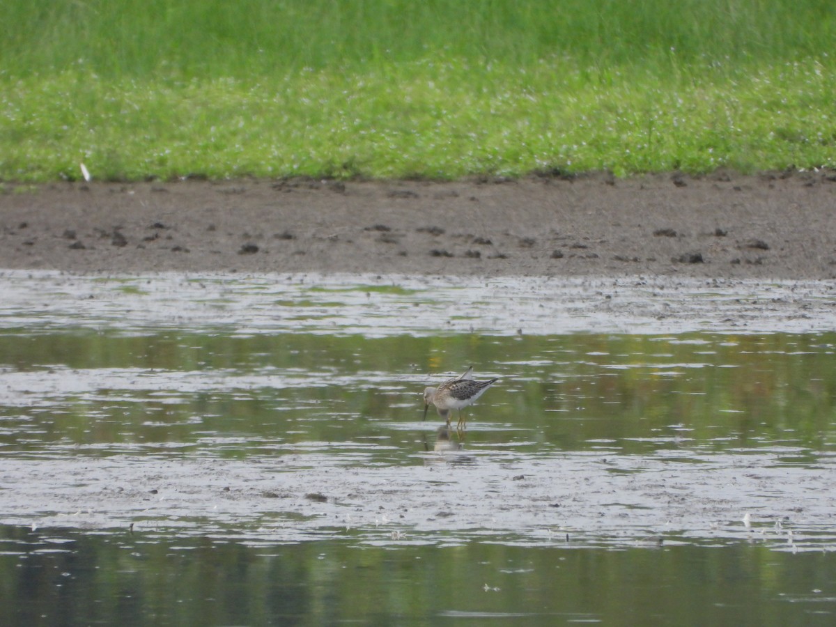 Stilt Sandpiper - ML645093636