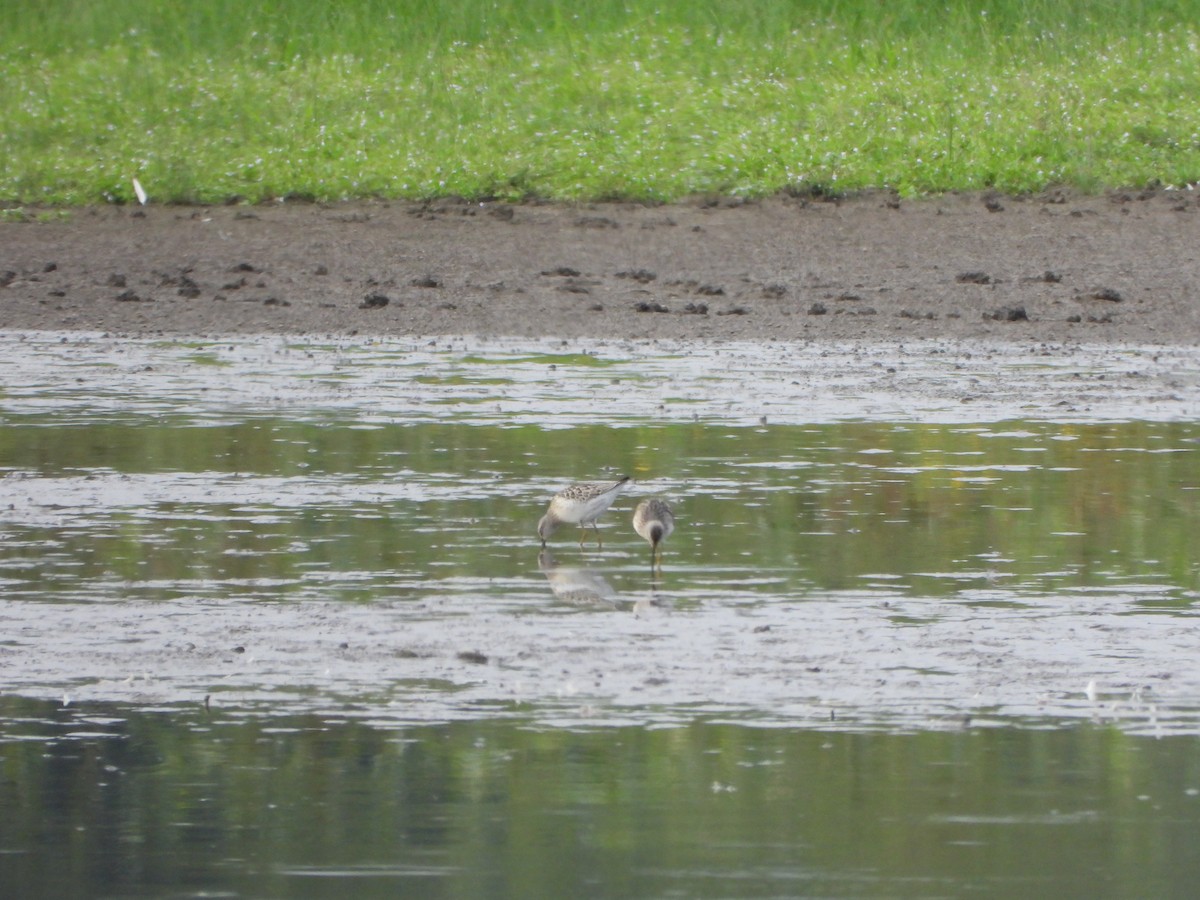 Stilt Sandpiper - ML645093637