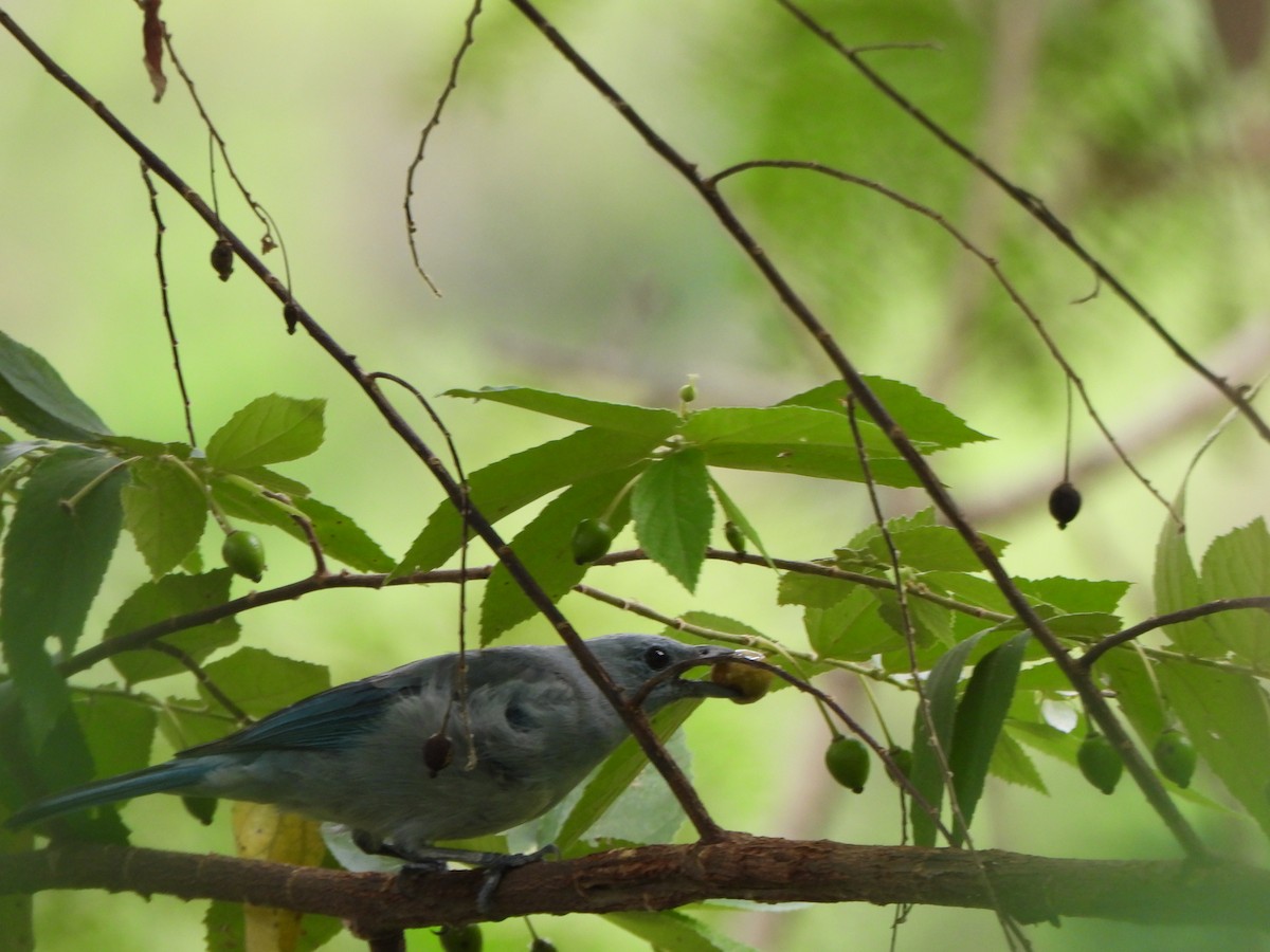 Blue-gray Tanager - ML645093646