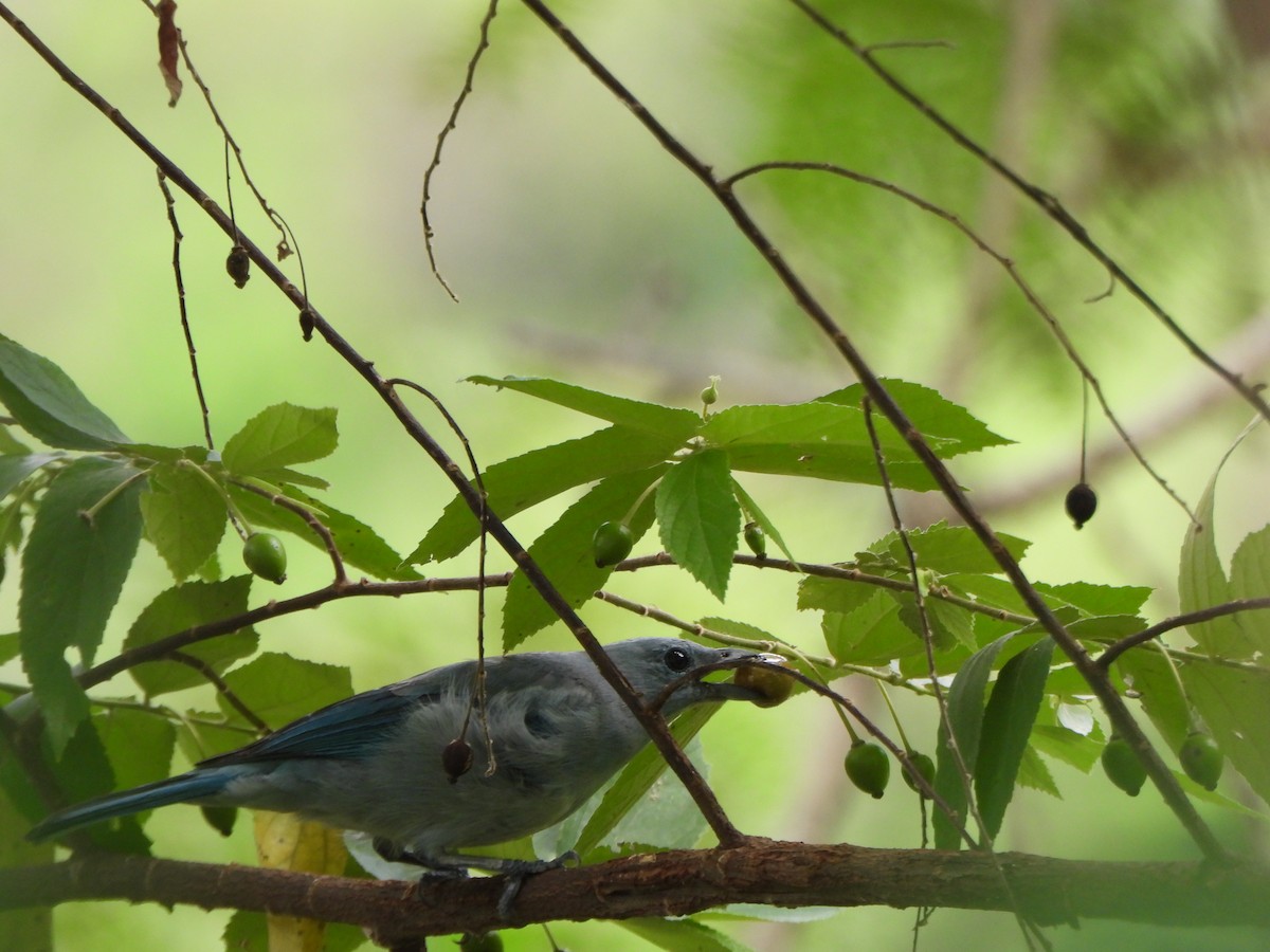 Blue-gray Tanager - ML645093647