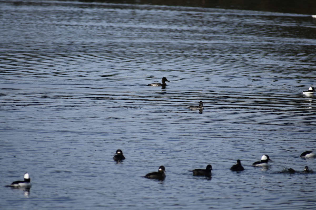 Гоголь-головастик - ML645093648