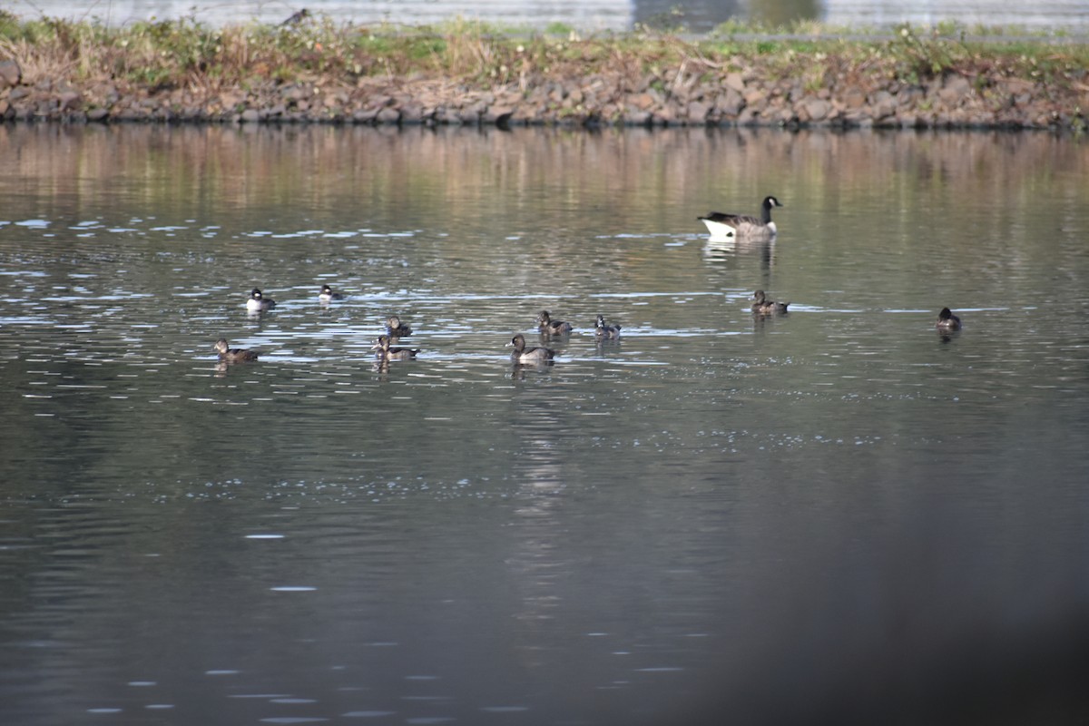 Barnacla Canadiense Grande - ML645093659