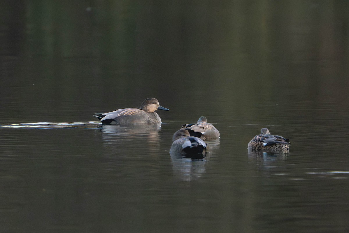 Canard chipeau - ML645093660