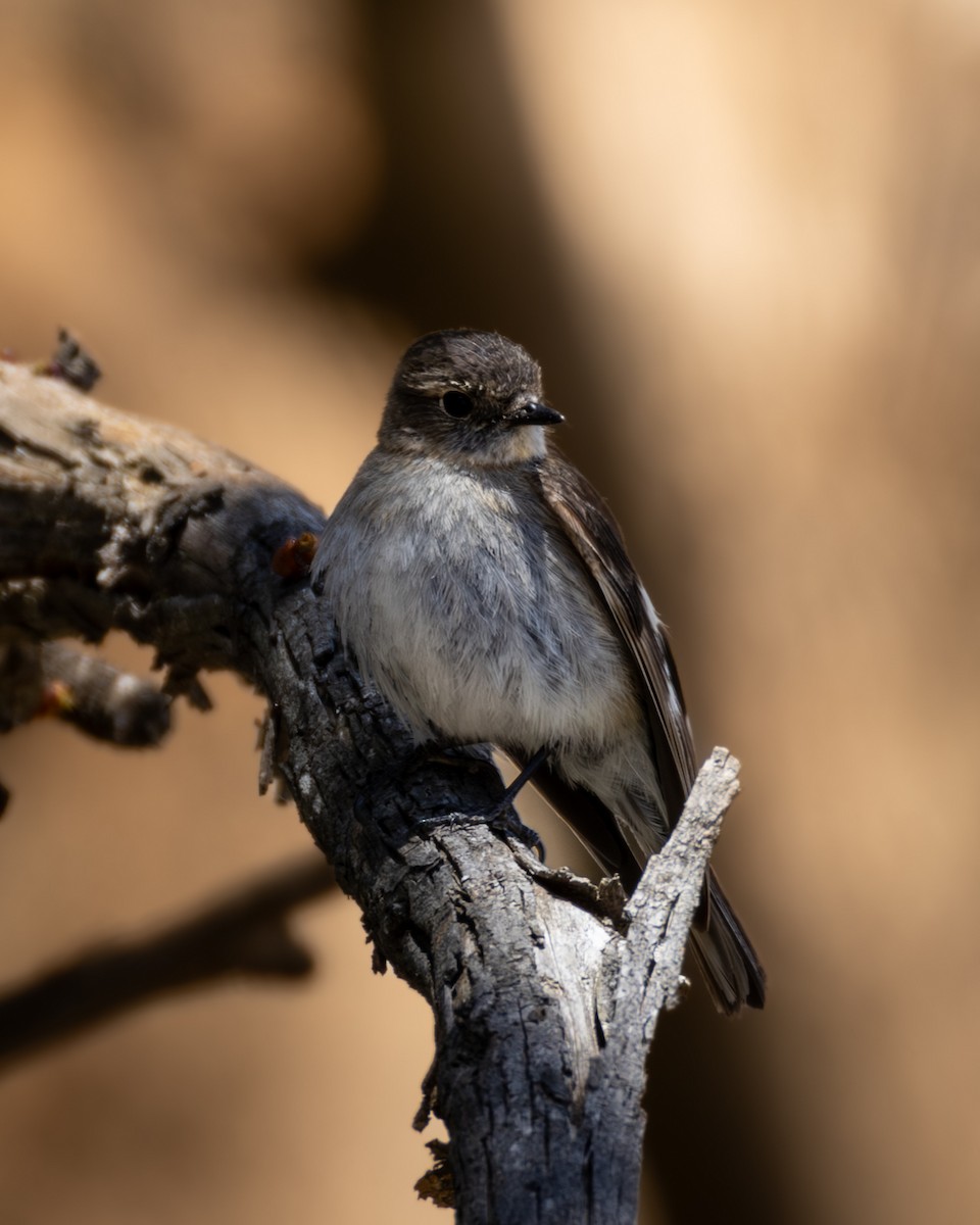 Flame Robin - ML645093662