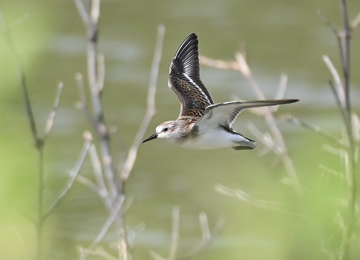Least Sandpiper - ML645093665