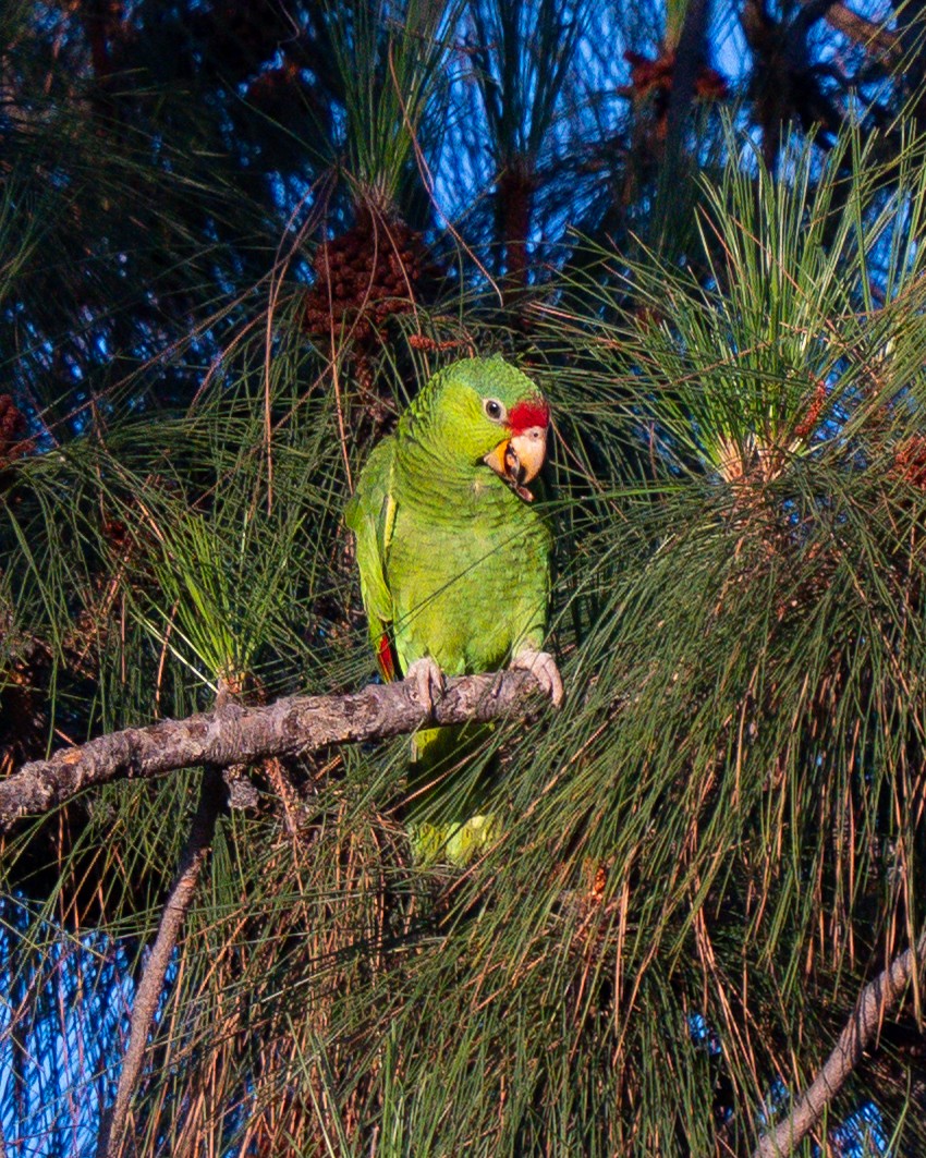 Red-crowned Amazon - ML645093669