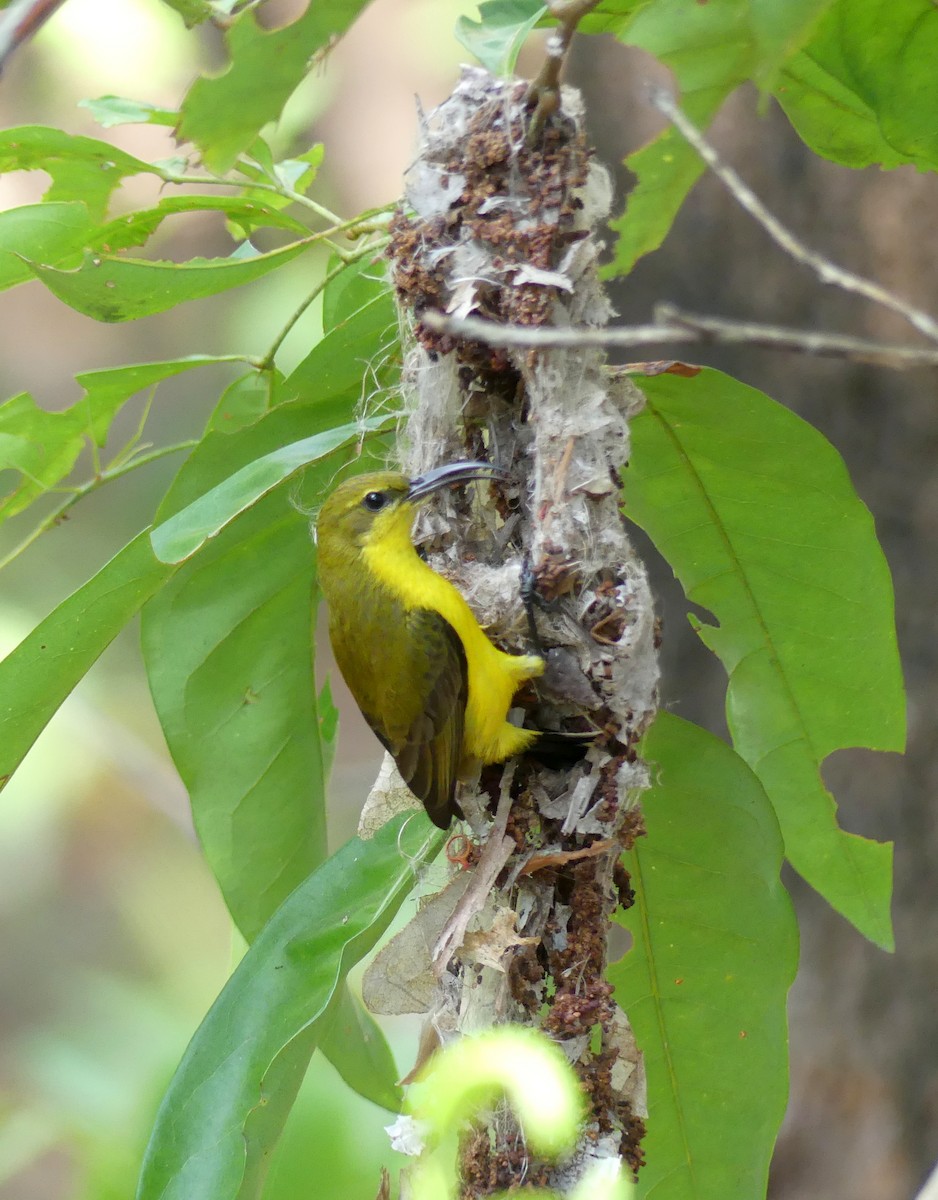 Sahul Sunbird - ML645093675